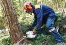 Cooma Northtree-cutting-services-21.jpg; ?>