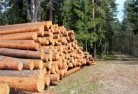 Cooma Northtree-felling-services-31.jpg; ?>
