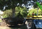 Cooma Northtree-felling-services-4.jpg; ?>